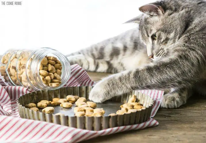 3-Ingredient Salmon Cat Treat