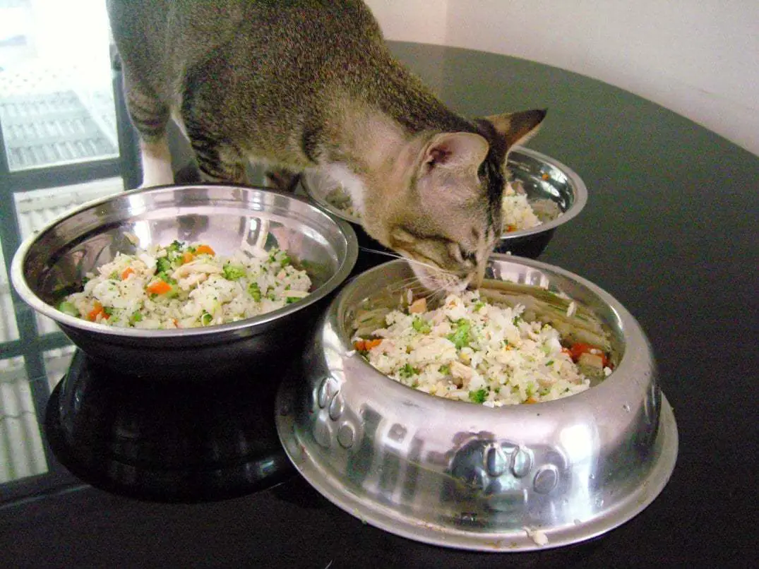 Easy Chicken Cat Food