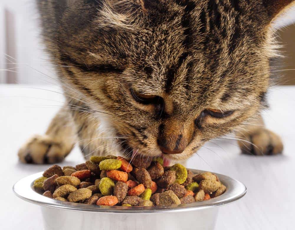 cat-well-fed-and-healthy