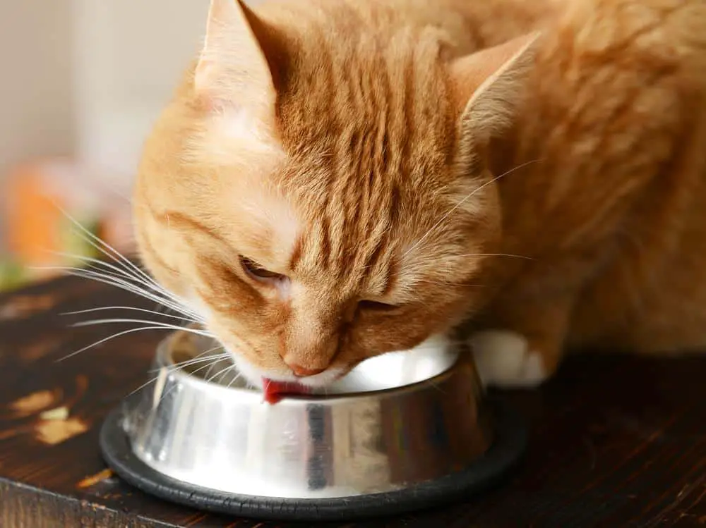homemade food for cats
