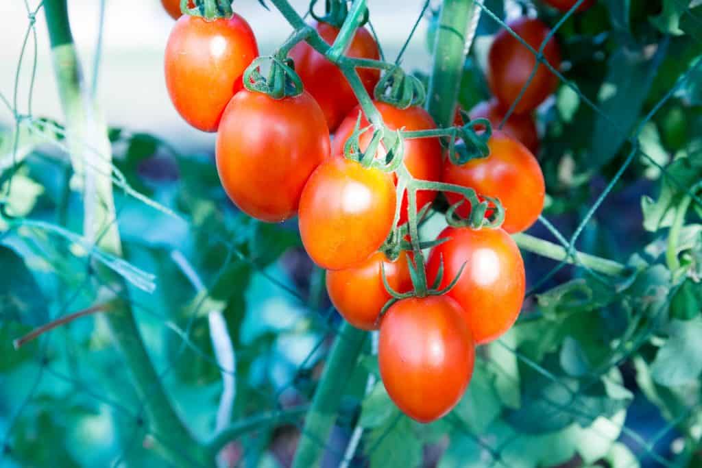 Tomatoes in the garden