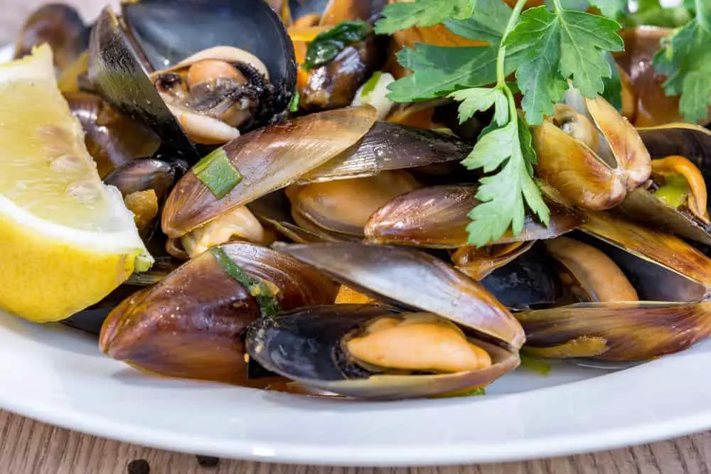 Types Of Sea Mussels