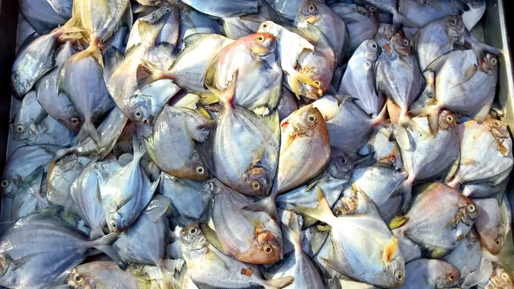 Fresh Pompano