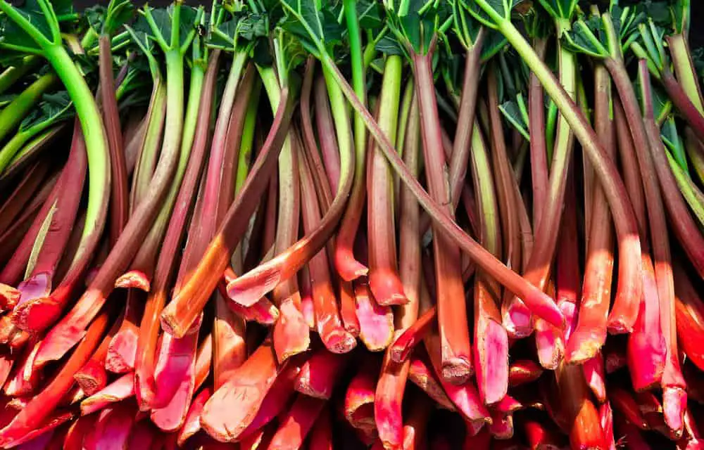 What is Rhubarb