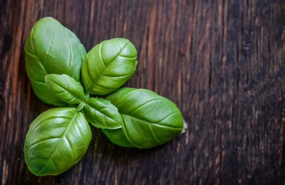 How to Dry Basil